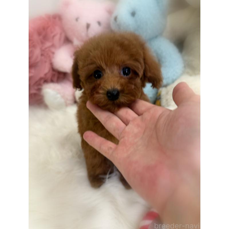 販売中の香川県のトイプードル-425766の4枚目