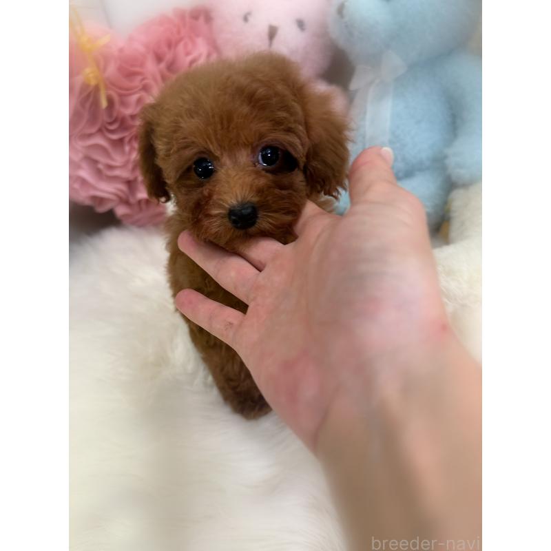 販売中の香川県のトイプードル-425766の3枚目