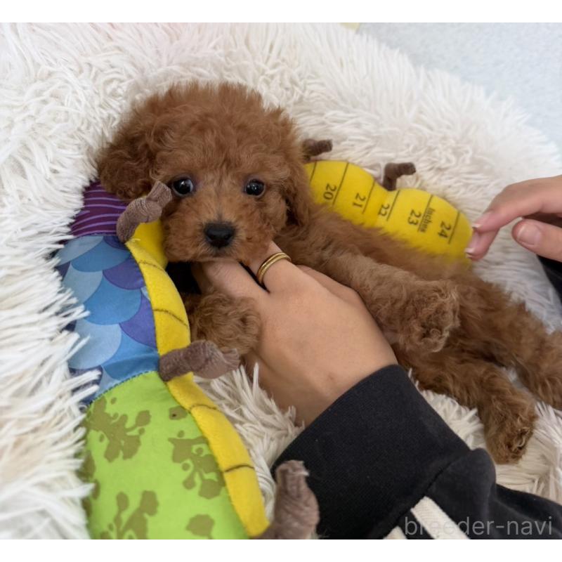販売中の長崎県のトイプードル-432942の6枚目