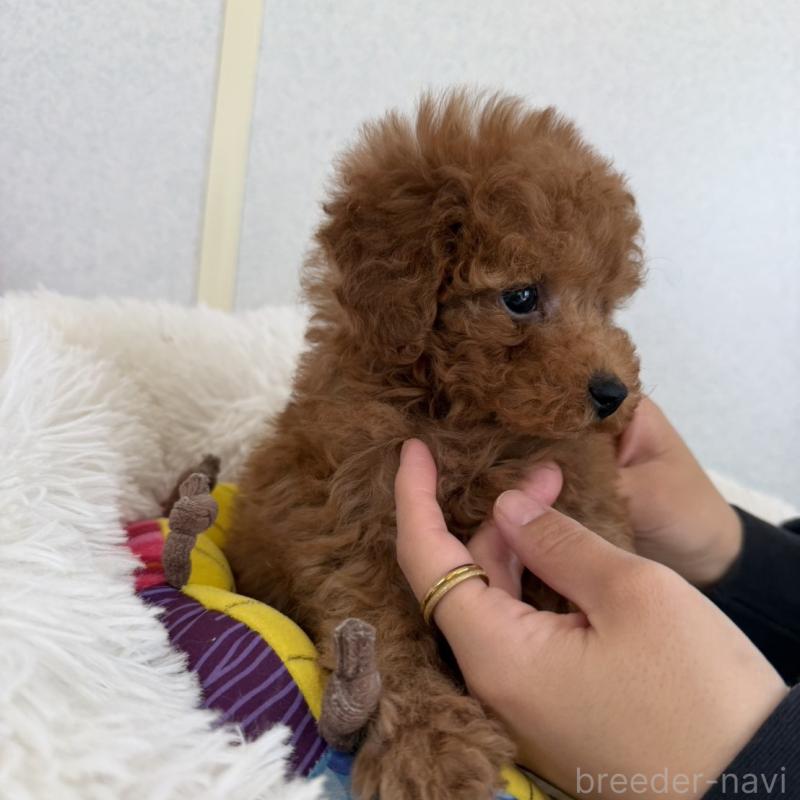 販売中の長崎県のトイプードル-432942の5枚目