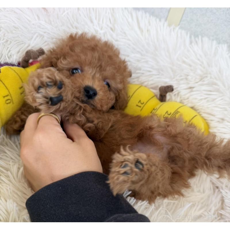 販売中の長崎県のトイプードル-432942の4枚目