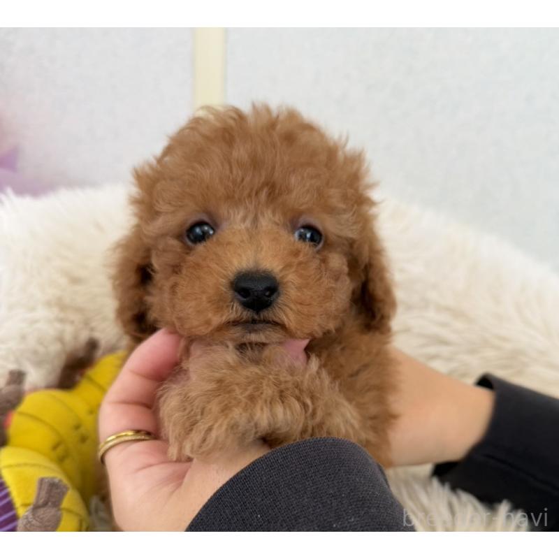 販売中の長崎県のトイプードル-432942の3枚目