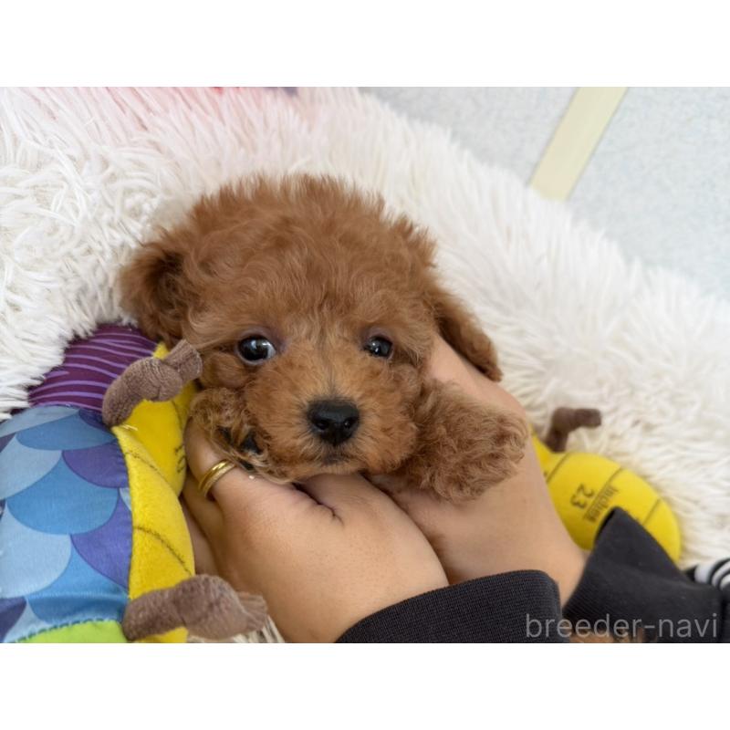 販売中の長崎県のトイプードル-432942の2枚目