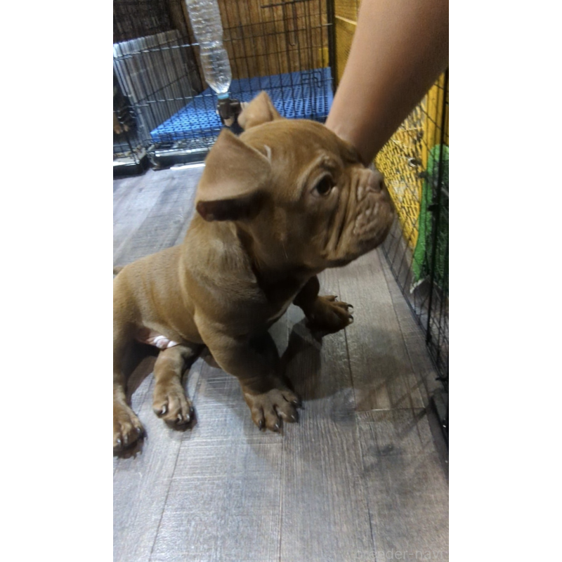 商談中の兵庫県のエキゾチックブリー-424096の1枚目