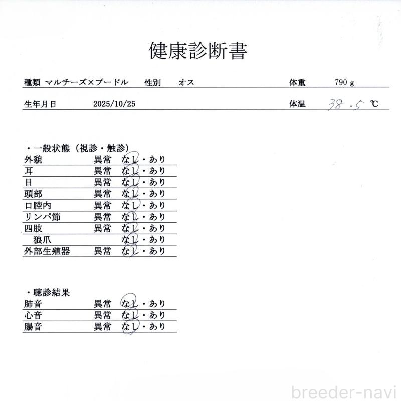 販売中の群馬県のマルプー:マルチーズ×トイプードル-433194の9枚目