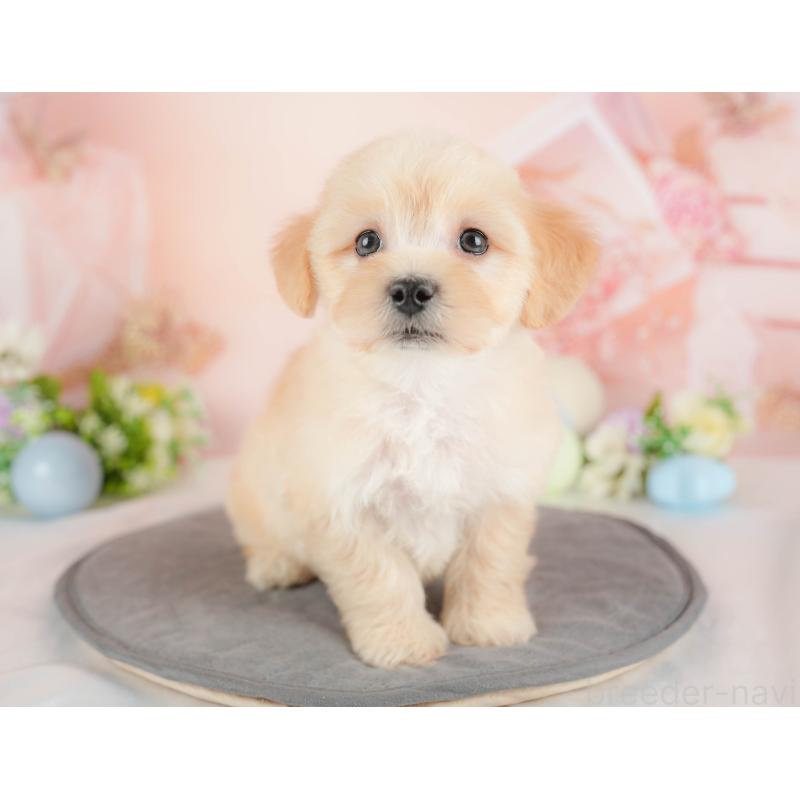 販売中の群馬県のマルプー:マルチーズ×トイプードル-433194の8枚目