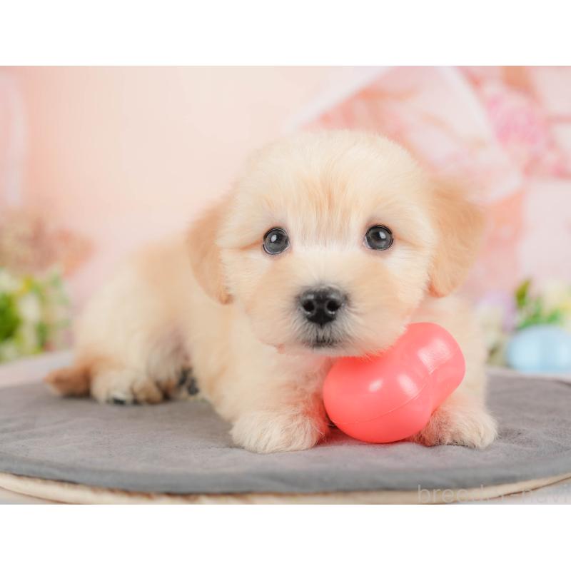 販売中の群馬県のマルプー:マルチーズ×トイプードル-433194の6枚目