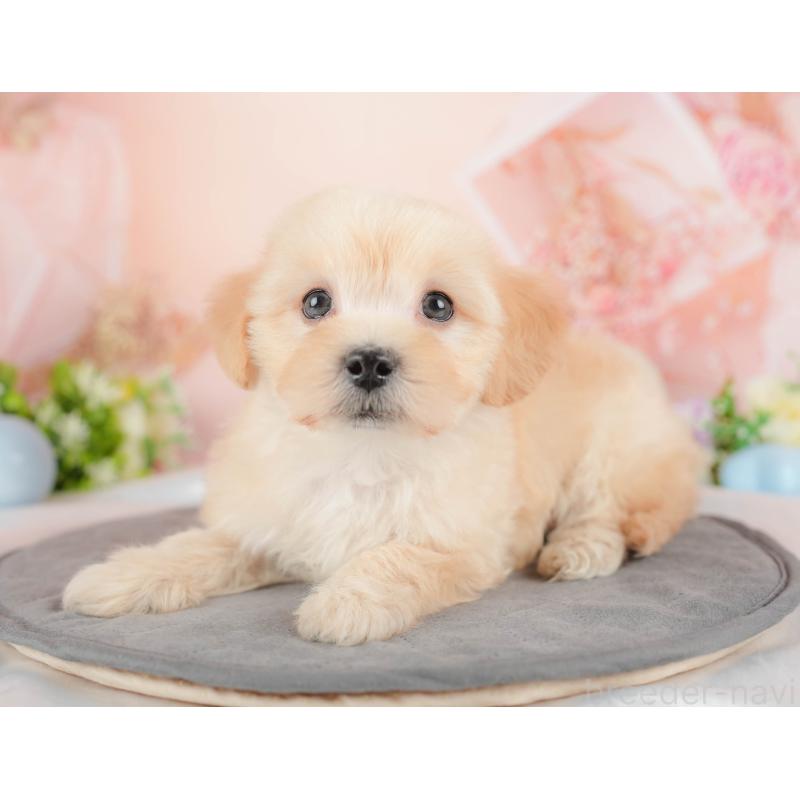 販売中の群馬県のマルプー:マルチーズ×トイプードル-433194の5枚目