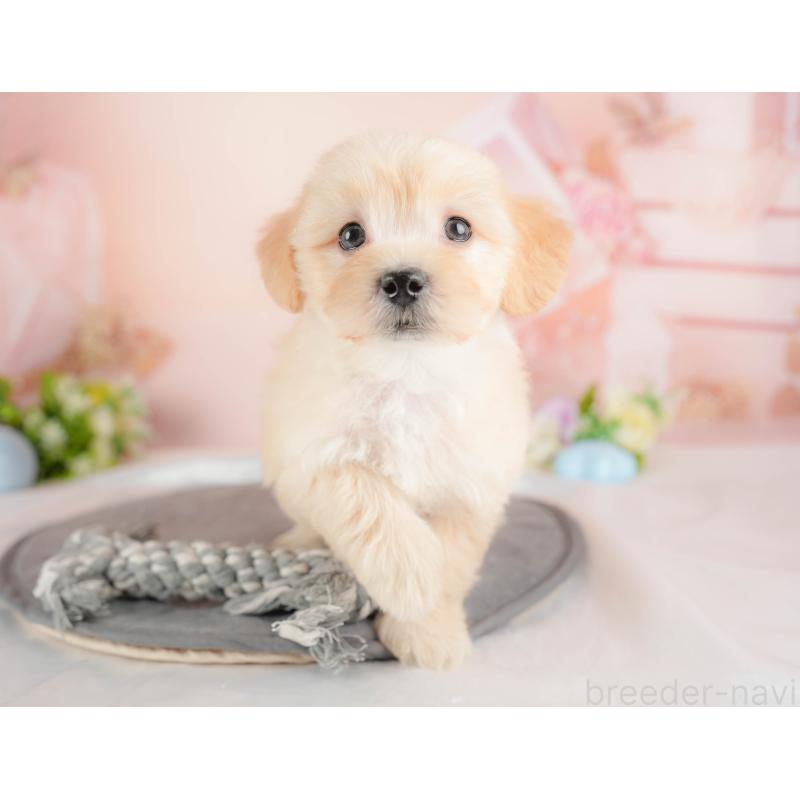 販売中の群馬県のマルプー:マルチーズ×トイプードル-433194の4枚目