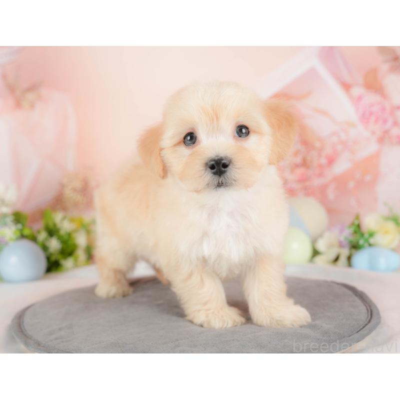 販売中の群馬県のマルプー:マルチーズ×トイプードル-433194の3枚目