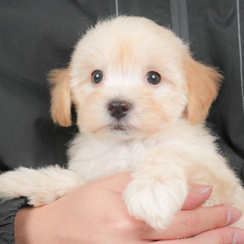 販売中の群馬県のマルプー:マルチーズ×トイプードル-433192