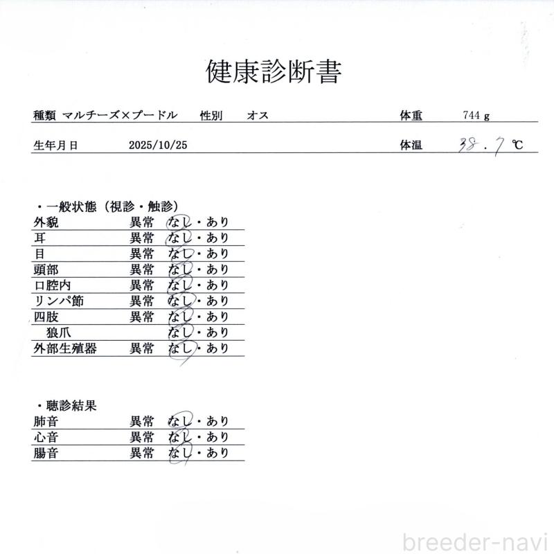 販売中の群馬県のマルプー:マルチーズ×トイプードル-433192の9枚目