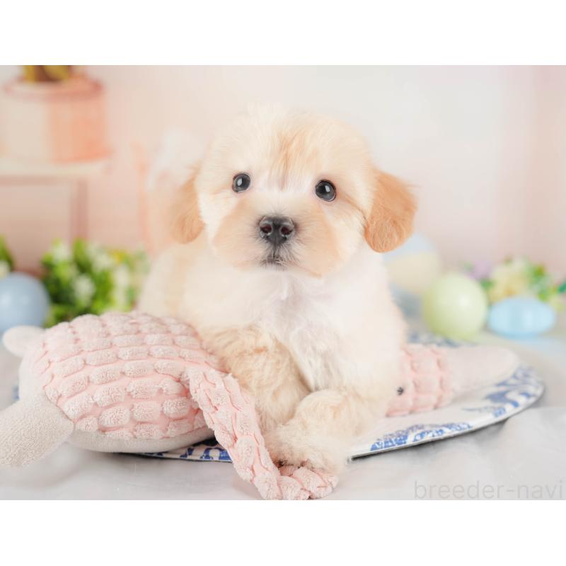 販売中の群馬県のマルプー:マルチーズ×トイプードル-433192の8枚目