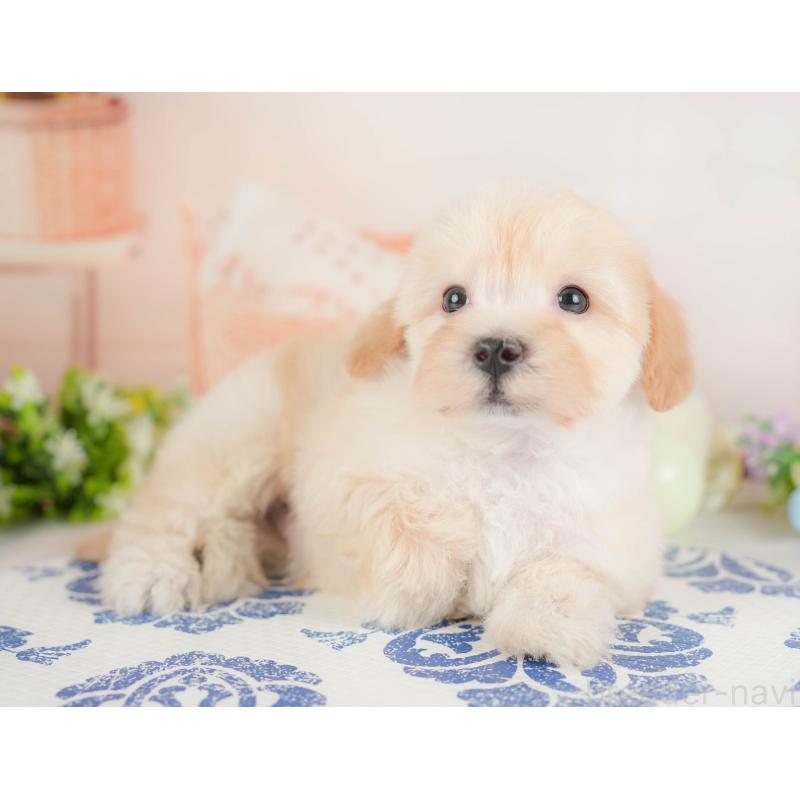 販売中の群馬県のマルプー:マルチーズ×トイプードル-433192の6枚目