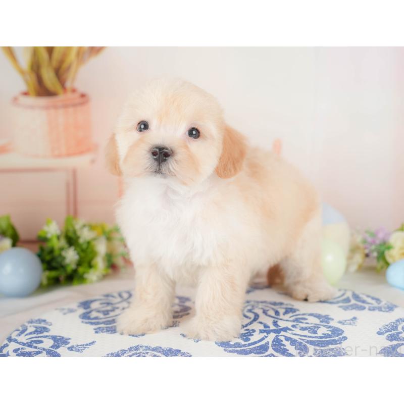 販売中の群馬県のマルプー:マルチーズ×トイプードル-433192の5枚目