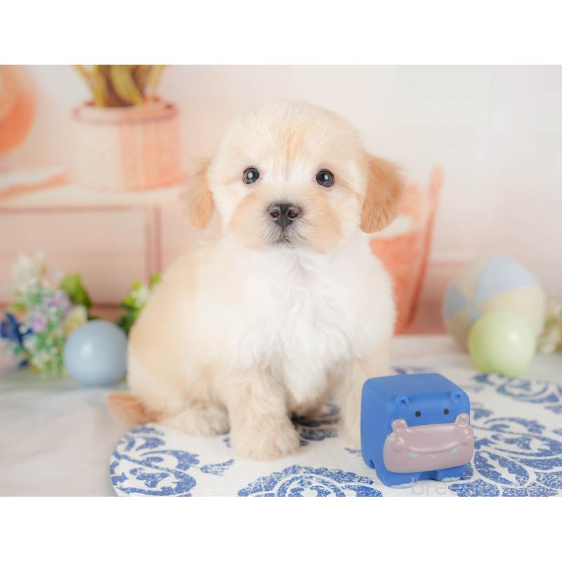 販売中の群馬県のマルプー:マルチーズ×トイプードル-433192の4枚目