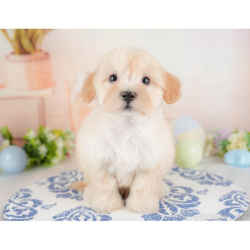 販売中の群馬県のマルプー:マルチーズ×トイプードル-433192の3枚目