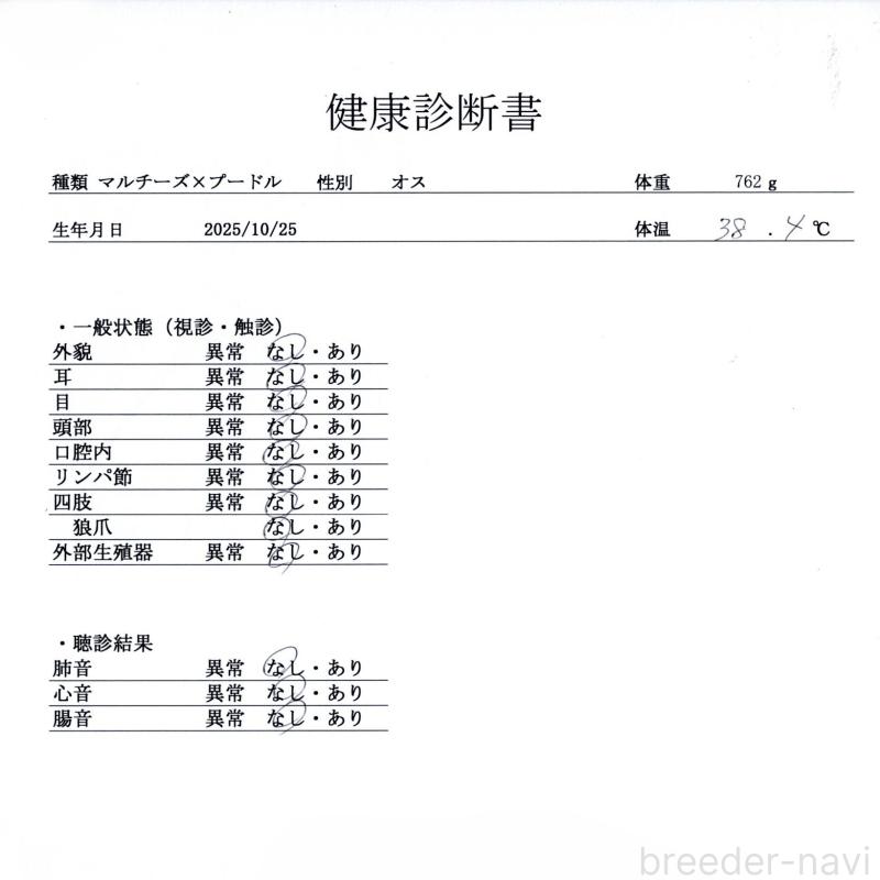販売中の群馬県のマルプー:マルチーズ×トイプードル-433191の9枚目