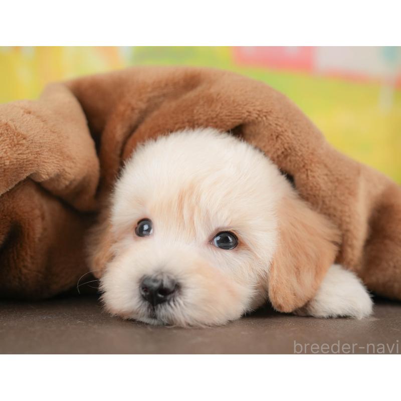 販売中の群馬県のマルプー:マルチーズ×トイプードル-433191の8枚目