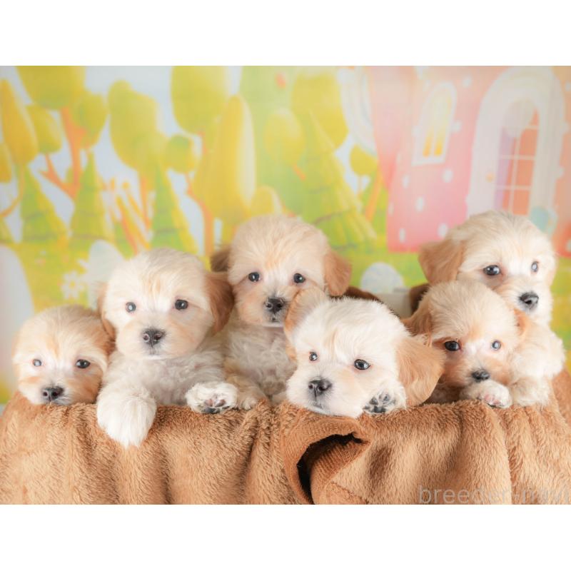 販売中の群馬県のマルプー:マルチーズ×トイプードル-433191の7枚目