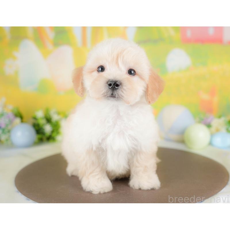 販売中の群馬県のマルプー:マルチーズ×トイプードル-433191の6枚目