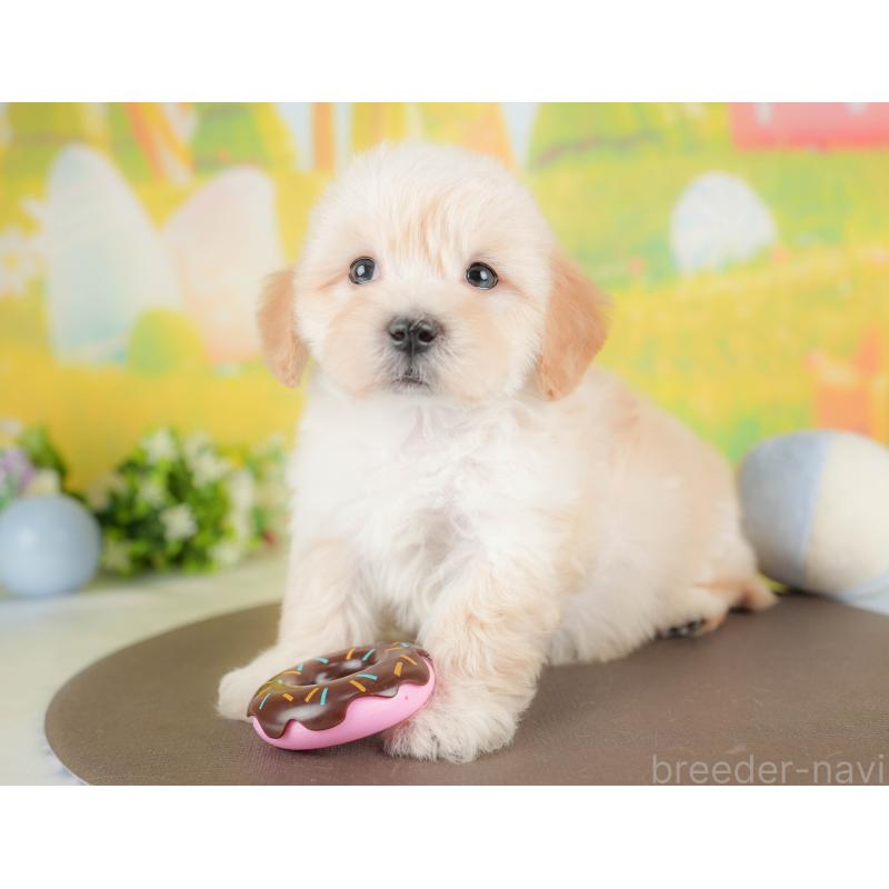 販売中の群馬県のマルプー:マルチーズ×トイプードル-433191の5枚目