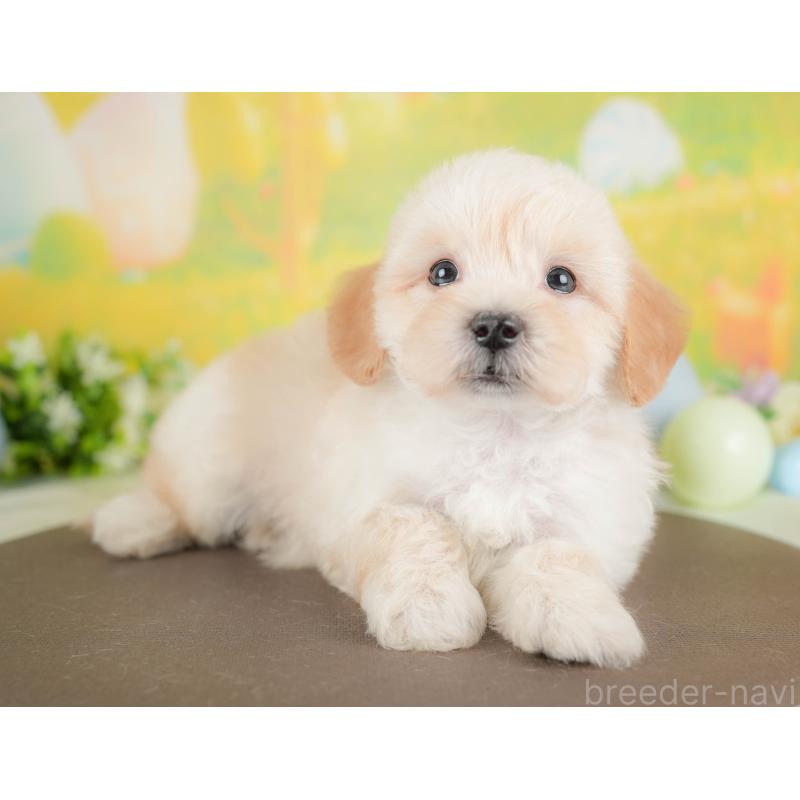 販売中の群馬県のマルプー:マルチーズ×トイプードル-433191の4枚目