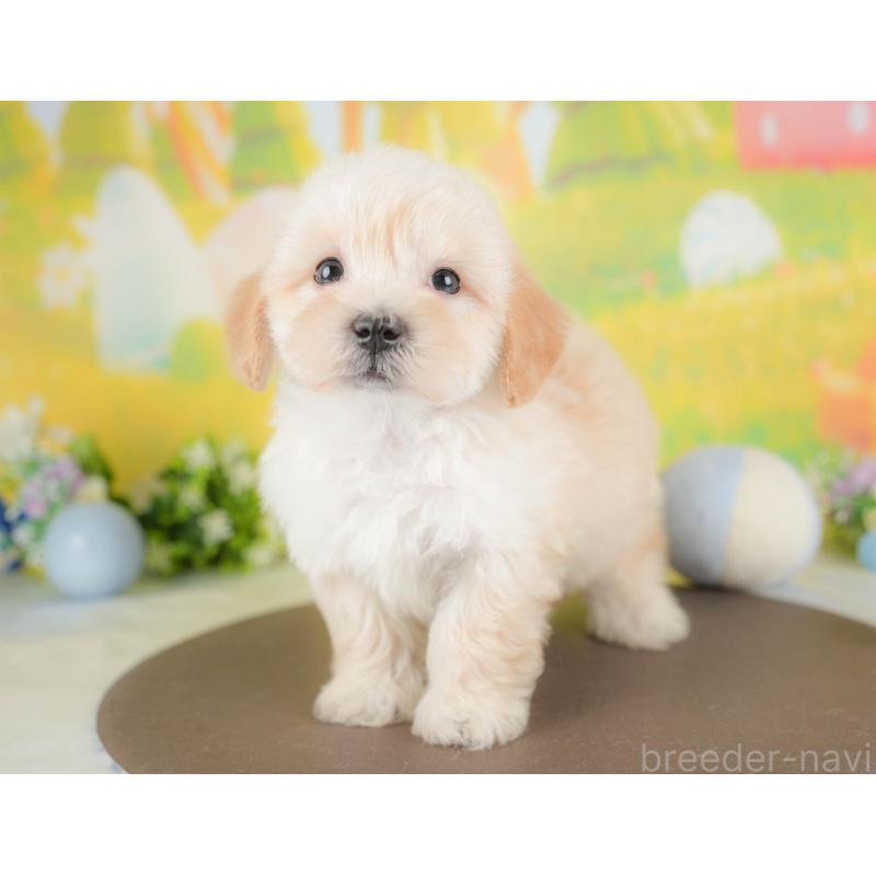 販売中の群馬県のマルプー:マルチーズ×トイプードル-433191の3枚目