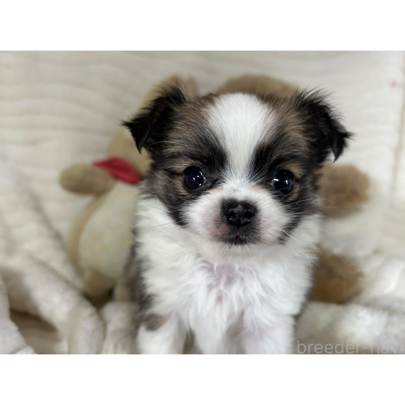 成約済の京都府のチワワ(ロングコート)-431588の3枚目