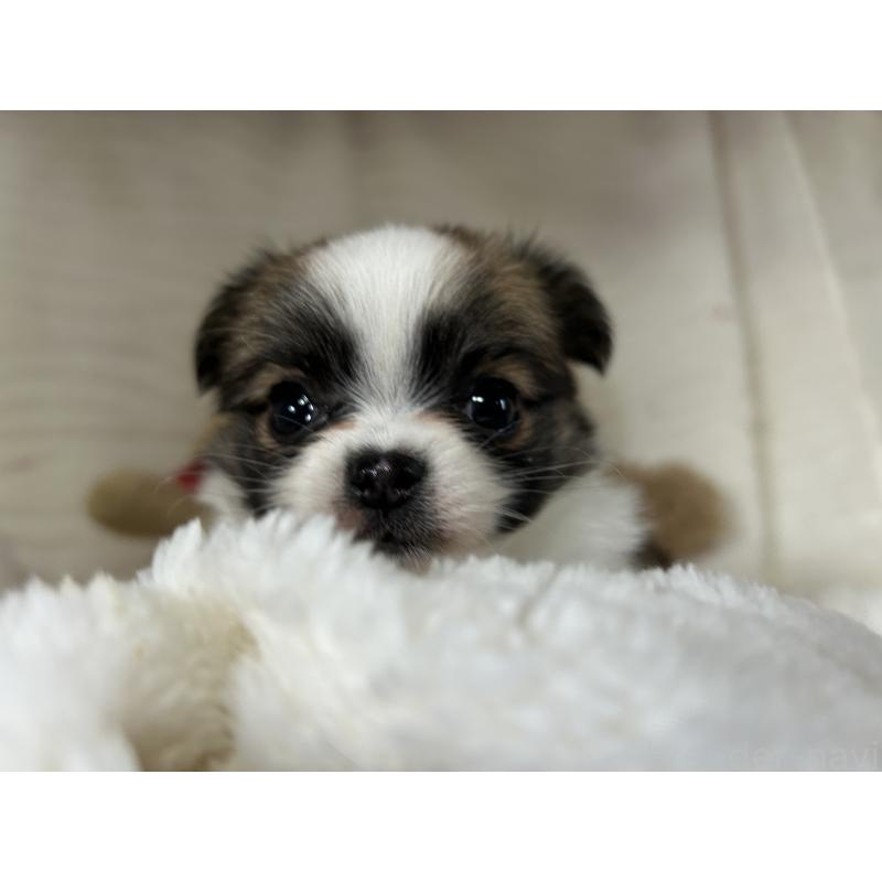 成約済の京都府のチワワ(ロングコート)-431588の2枚目