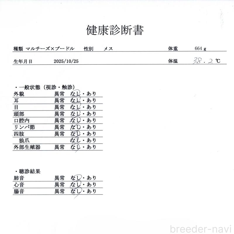 販売中の群馬県のマルプー:マルチーズ×トイプードル-433190の9枚目