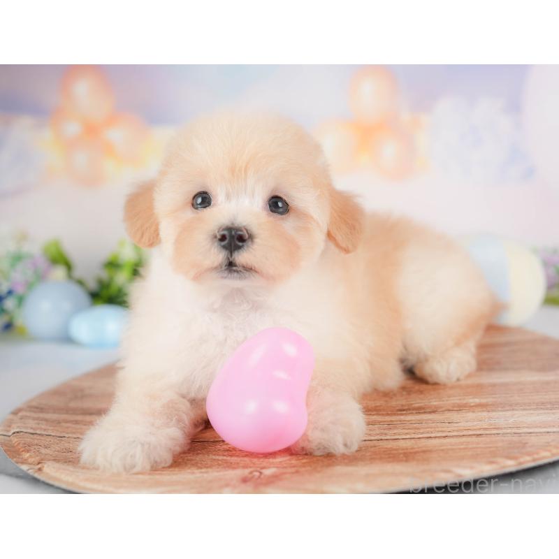 販売中の群馬県のマルプー:マルチーズ×トイプードル-433190の8枚目