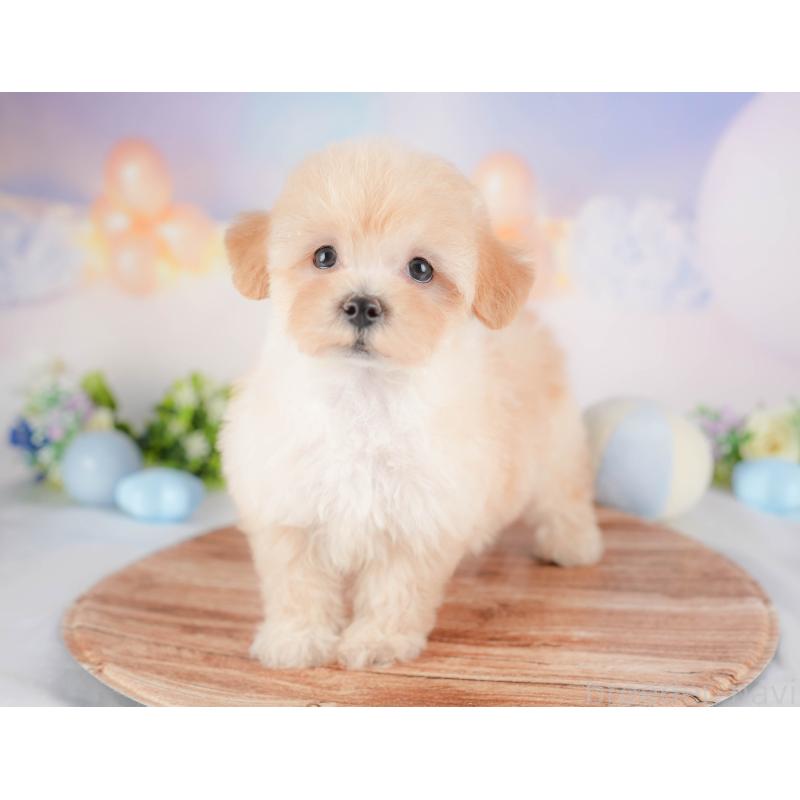 販売中の群馬県のマルプー:マルチーズ×トイプードル-433190の5枚目