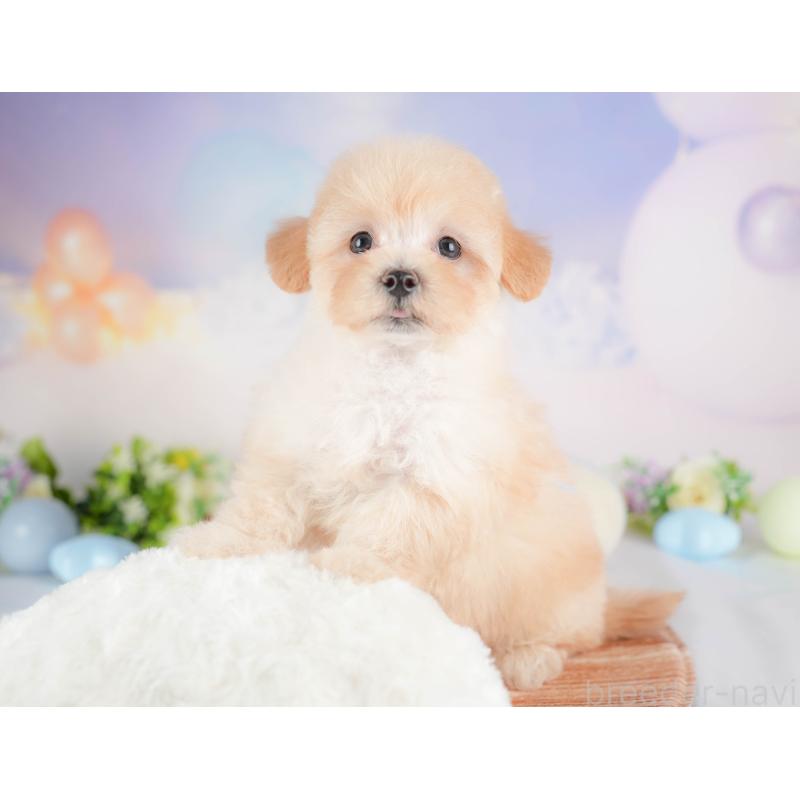 販売中の群馬県のマルプー:マルチーズ×トイプードル-433190の4枚目