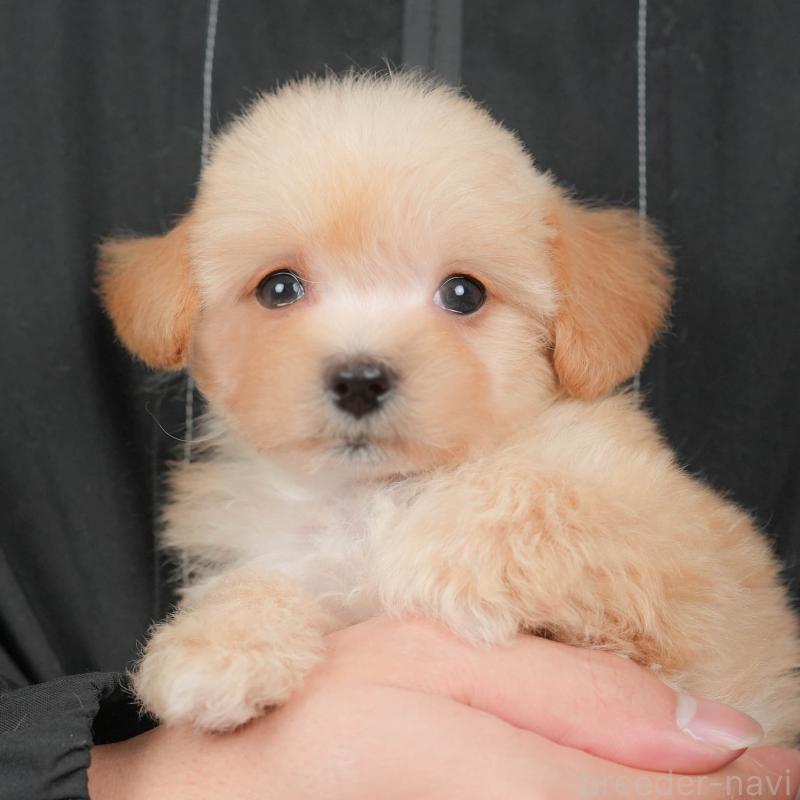 販売中の群馬県のマルプー:マルチーズ×トイプードル-433188の1枚目
