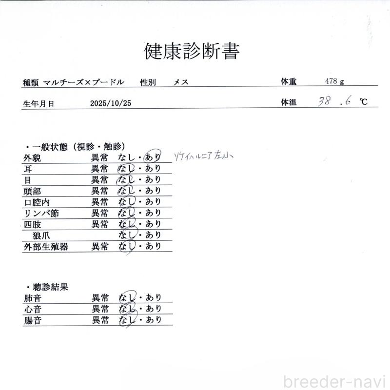 販売中の群馬県のマルプー:マルチーズ×トイプードル-433188の9枚目