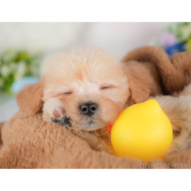 販売中の群馬県のマルプー:マルチーズ×トイプードル-433188の6枚目