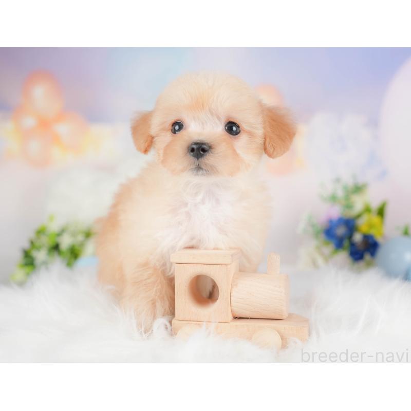 販売中の群馬県のマルプー:マルチーズ×トイプードル-433188の3枚目