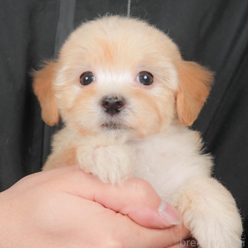 販売中ののマルプー:マルチーズ×トイプードル-433185