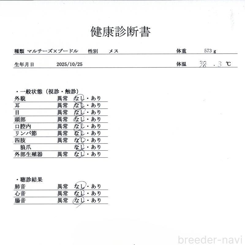 販売中の群馬県のマルプー:マルチーズ×トイプードル-433185の9枚目