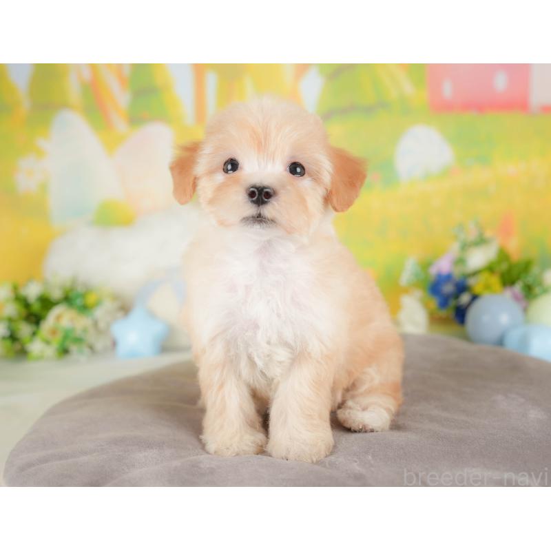 販売中の群馬県のマルプー:マルチーズ×トイプードル-433185の8枚目