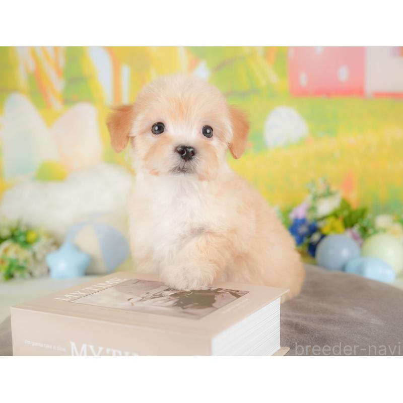 販売中の群馬県のマルプー:マルチーズ×トイプードル-433185の6枚目