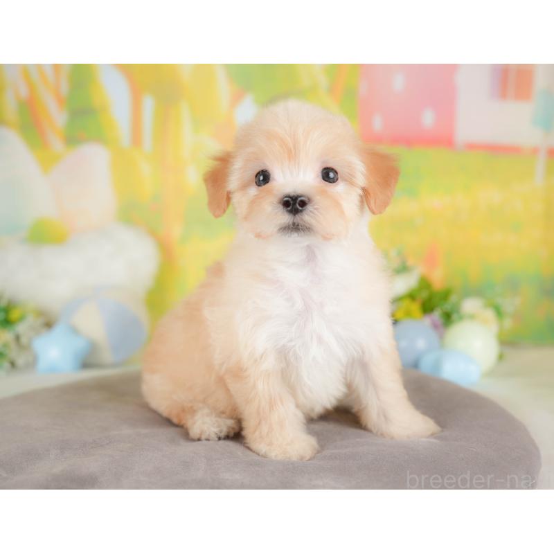 販売中の群馬県のマルプー:マルチーズ×トイプードル-433185の5枚目