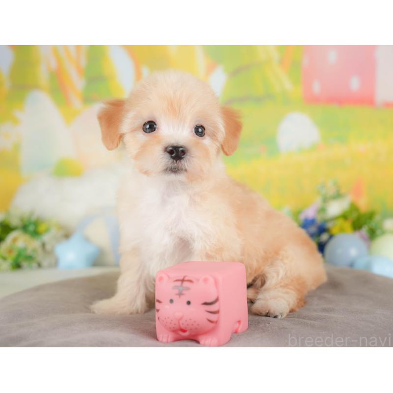 販売中の群馬県のマルプー:マルチーズ×トイプードル-433185の4枚目