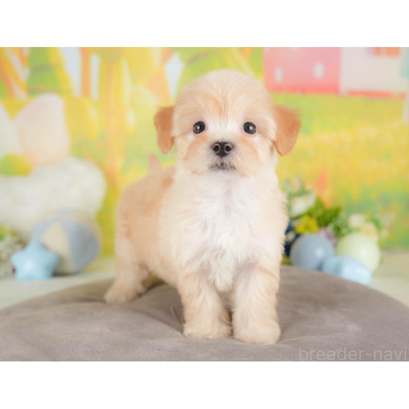 販売中の群馬県のマルプー:マルチーズ×トイプードル-433185の3枚目