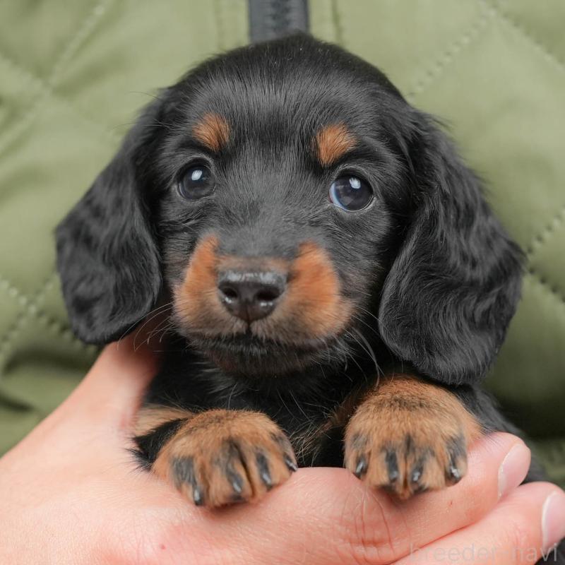 販売中の群馬県のミニチュアダックスフンド(ロングヘアード)-433180の9枚目