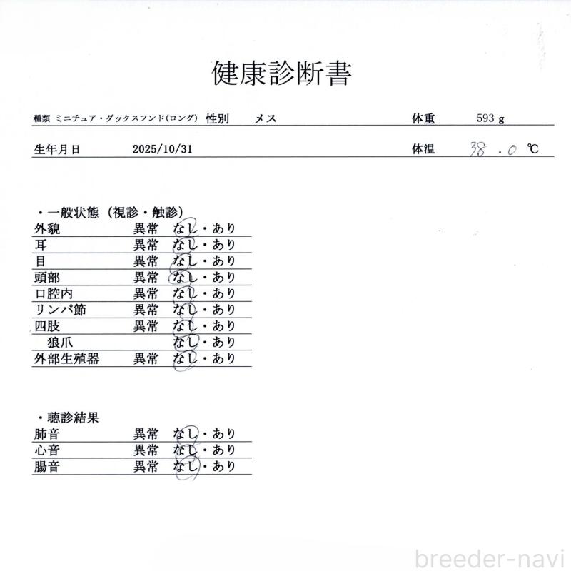 販売中の群馬県のミニチュアダックスフンド(ロングヘアード)-433180の8枚目