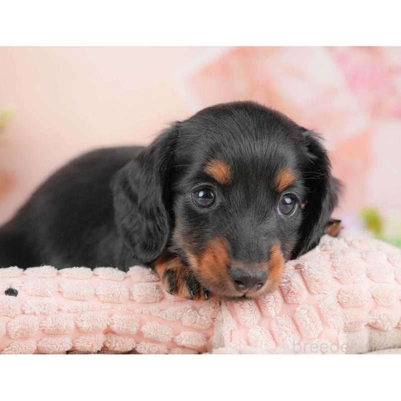 販売中の群馬県のミニチュアダックスフンド(ロングヘアード)-433180