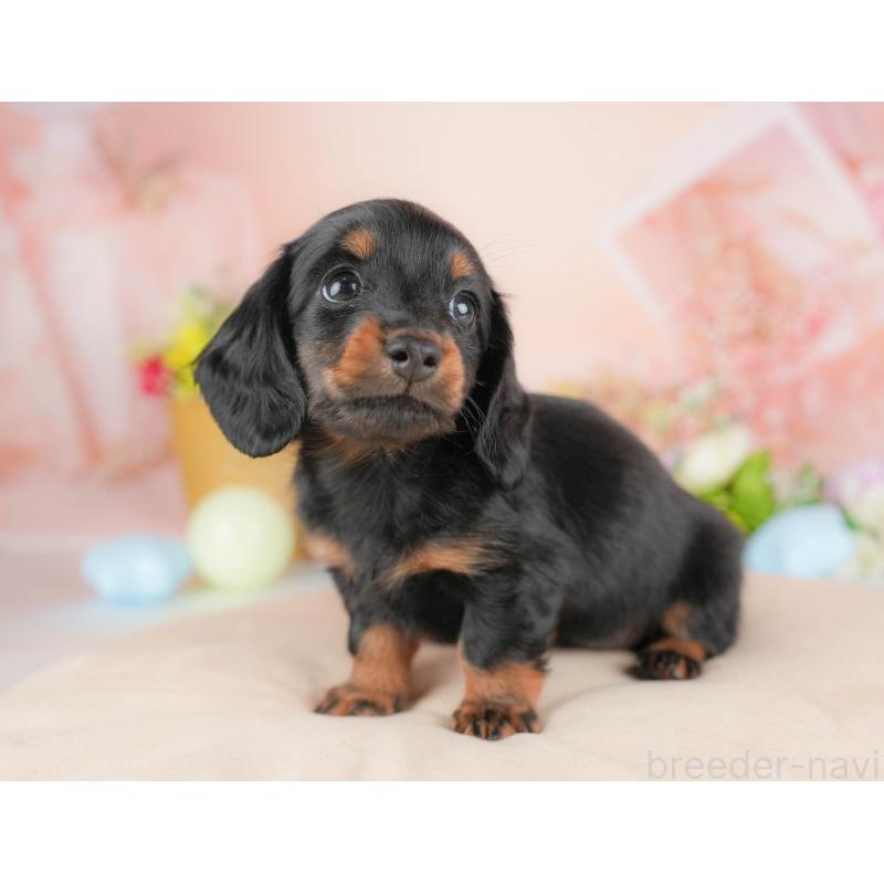 販売中の群馬県のミニチュアダックスフンド(ロングヘアード)-433180の6枚目