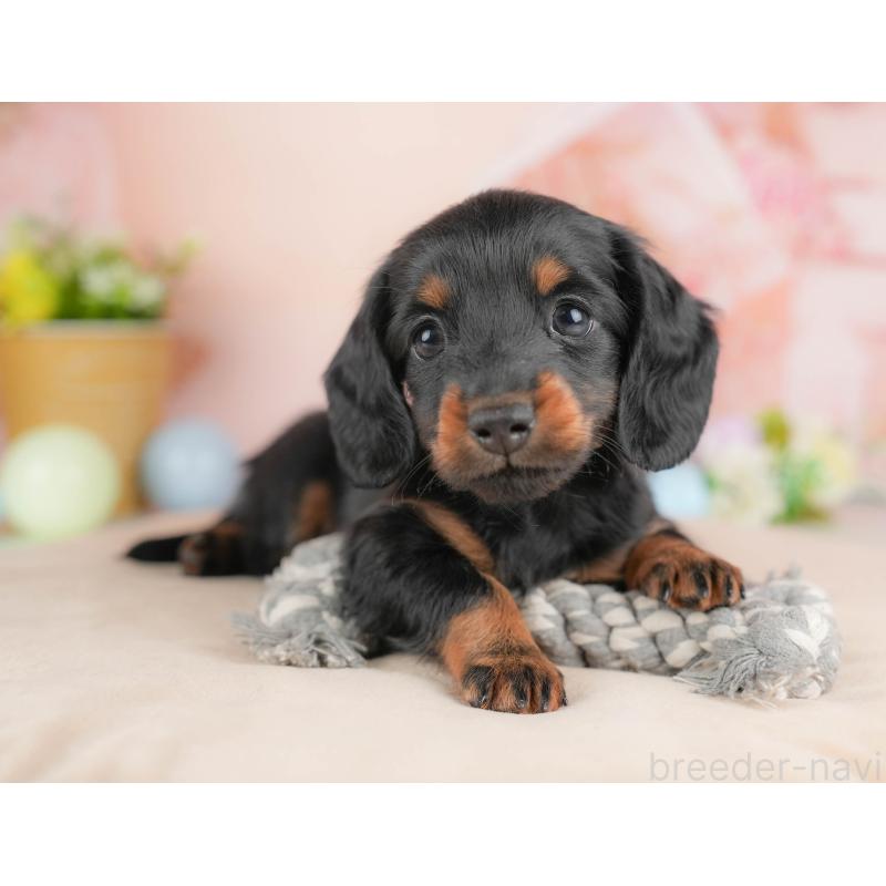 販売中の群馬県のミニチュアダックスフンド(ロングヘアード)-433180の5枚目